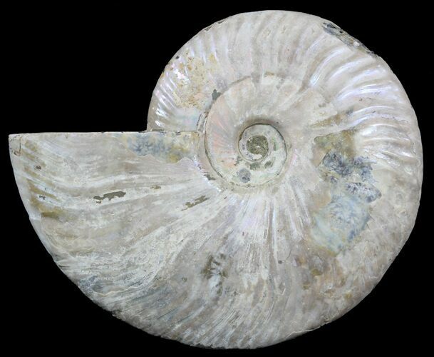 Silver Iridescent Ammonite - Madagascar #54870